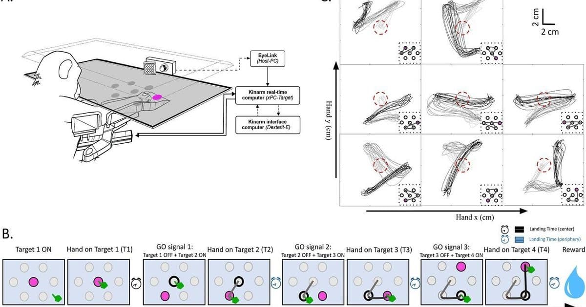Monkey Motor Control Study Reveals Energy-Efficient Strategy for Trajectory Selection