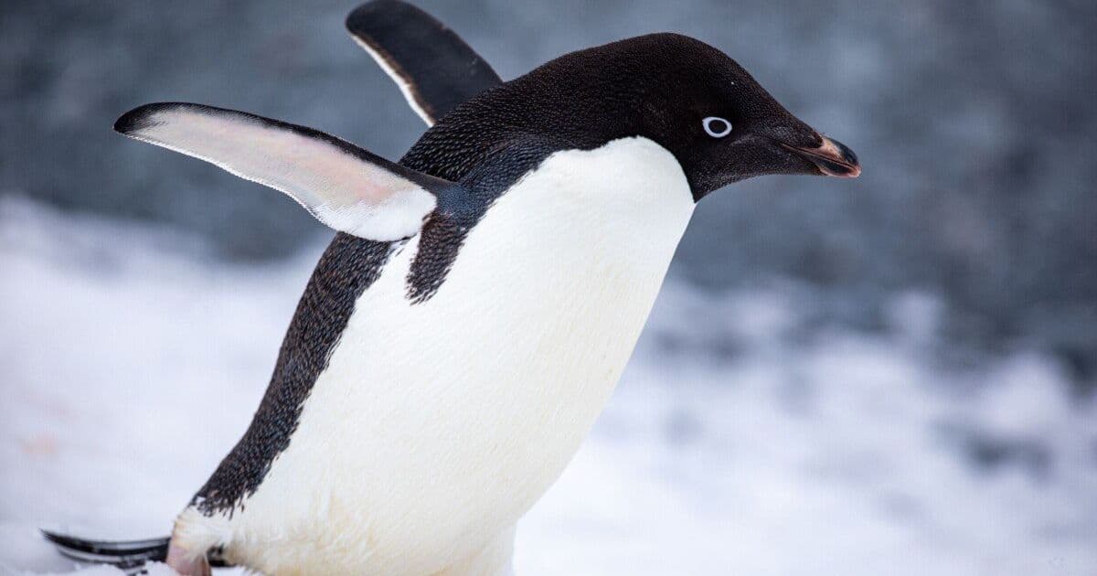MX Linux 25.2 Gives Admins More Control Over Init Choice and Raspberry Pi Builds