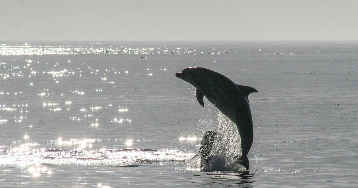 MySQL 9.7: First Major LTS Since 8.4 Brings Enterprise Features to Community Edition