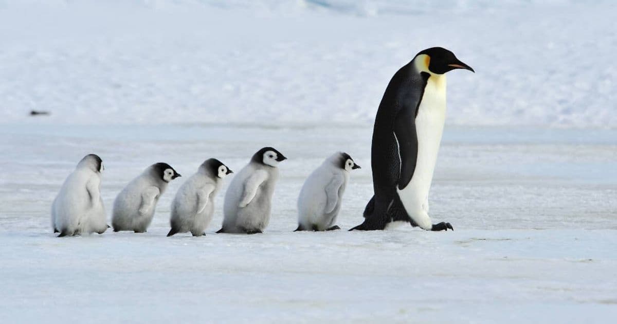 Linux Distros Push Back Against Age-Verification Laws Targeting Operating Systems