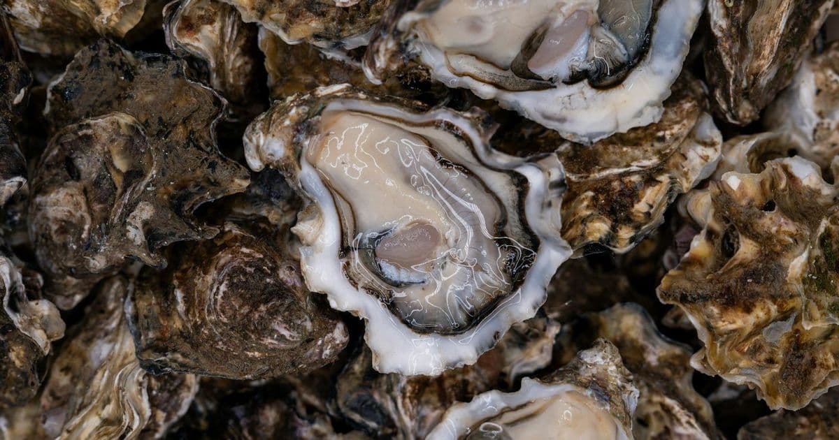 NASA Satellite Data Guides Maine Oyster Farmers Toward Prime Growing Sites