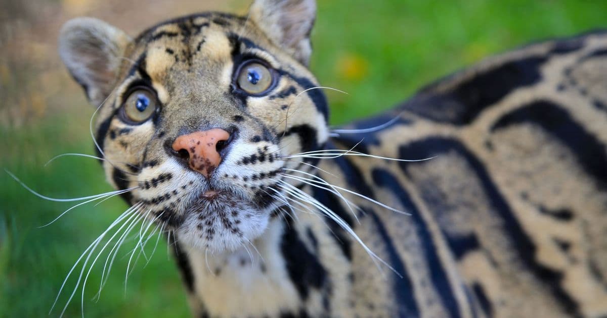 DC Blox's 50 MW Nashville Data Center Faces Pushback Over Zoo-Adjacent Site, Permit Filed Before Land Purchase