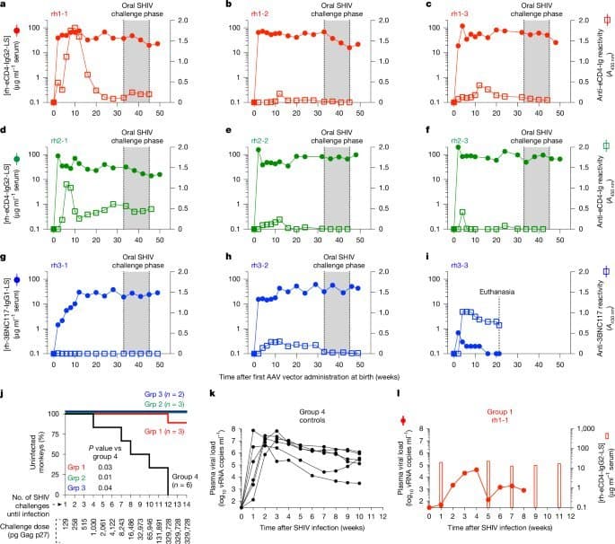 Neonatal Gene Therapy Confers Years-Long HIV Protection in Primates