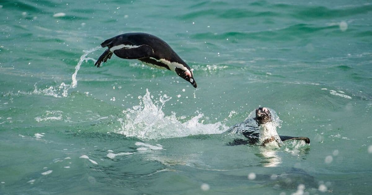 Linux filesystem landscape shifts with bcachefs 1.37.0 and KDE Linux's APFS breakthrough