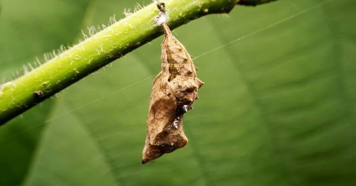 Notepad++ update hijack linked to Chinese espionage group Lotus Blossom