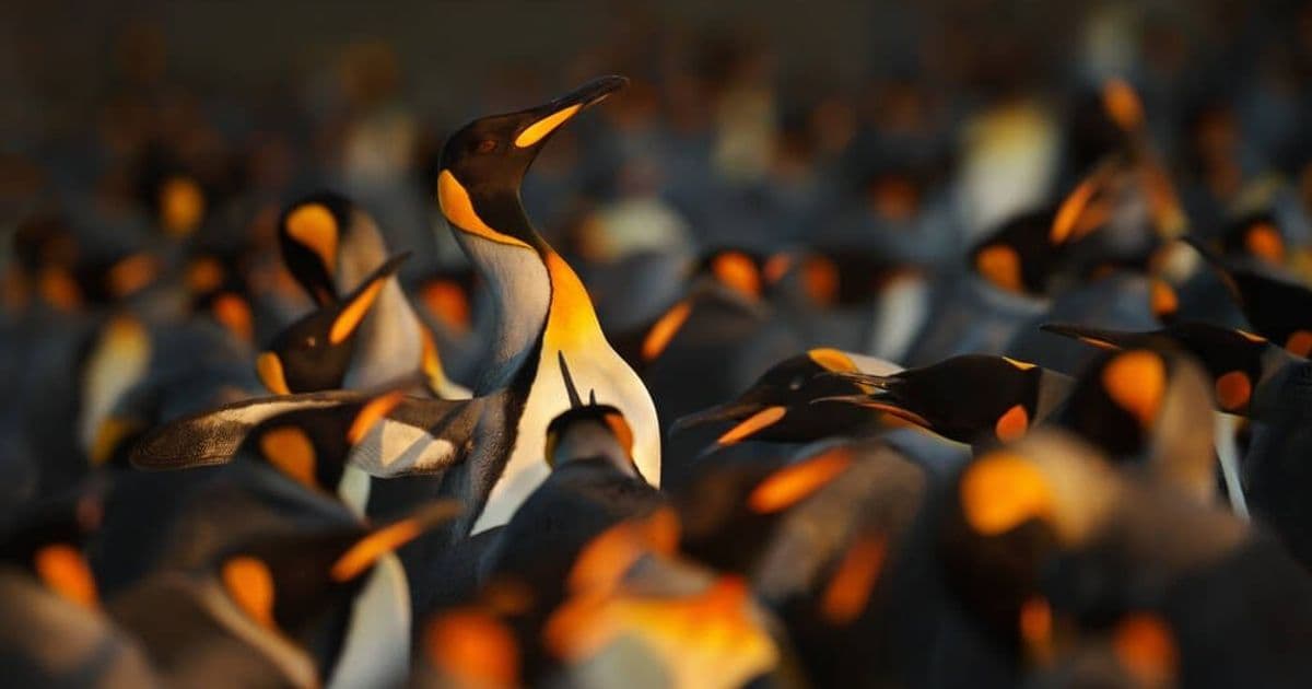 Open source package repositories face sustainability crisis as big tech hogs bandwidth