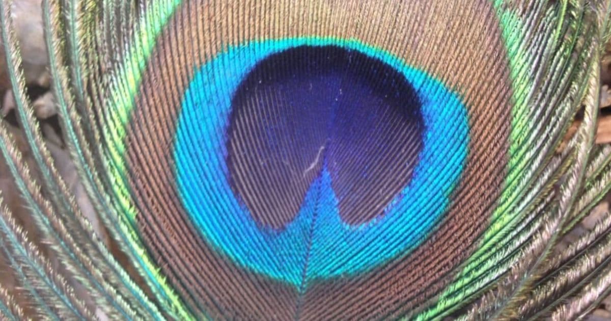 Peacock Feathers Emit Laser Light, Opening Door to Biocompatible Tech