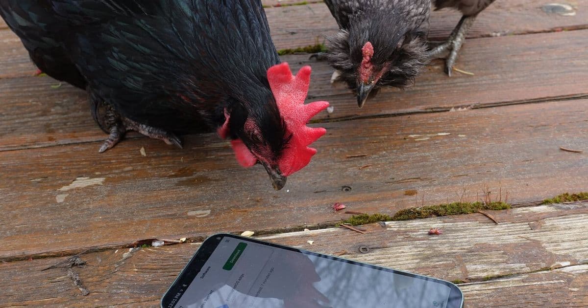 postmarketOS // Introducing Duranium: A More Reliable Future for Mobile Linux