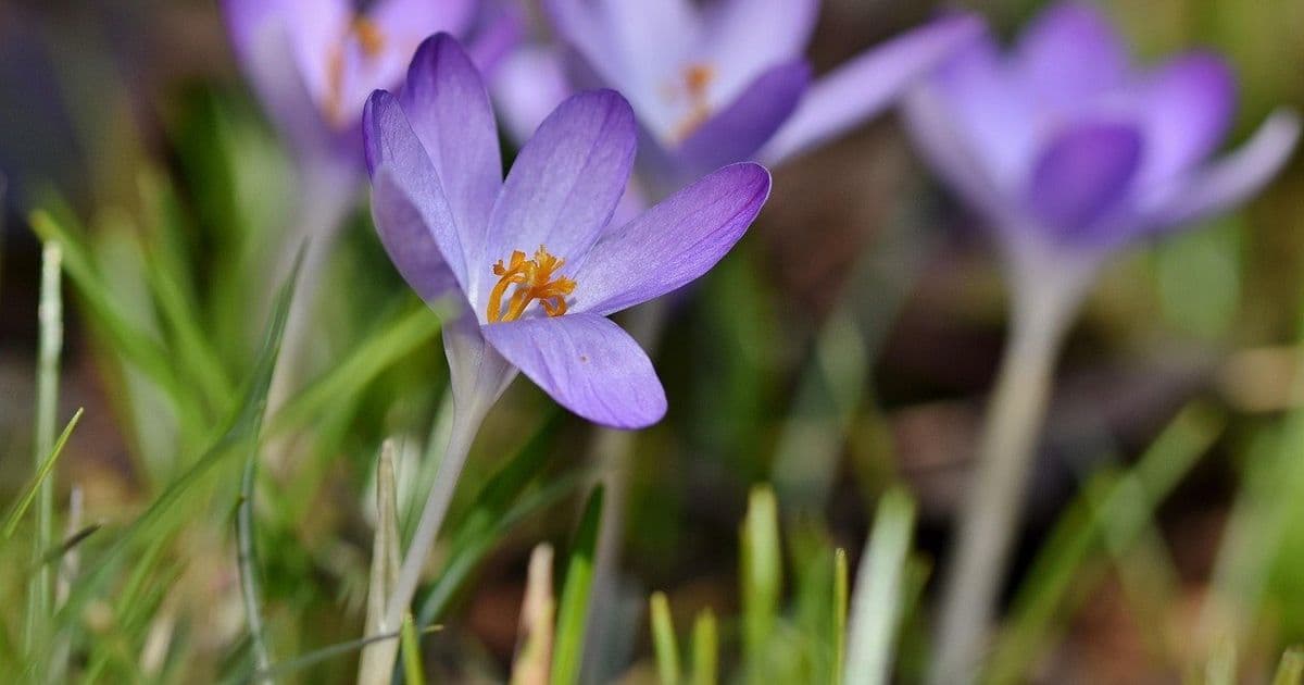 Python 3.14's Tail Call Interpreter: Rewriting the Rules of Bytecode Dispatch