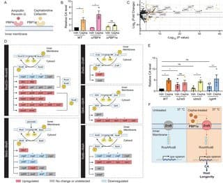 Repurposing Antibiotics: How Low-Dose Cephaloridine Extends Lifespan by Rewiring Gut Bacteria