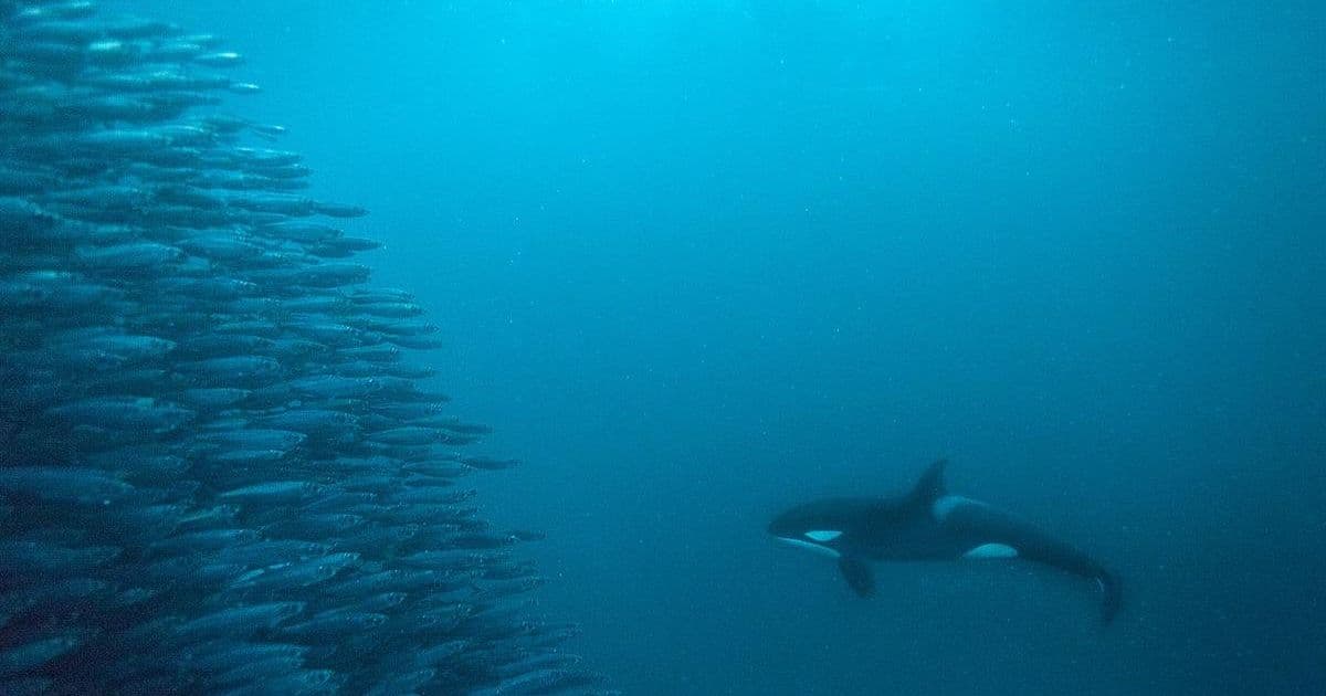 Beyond Genes: The Quiet Shift Reshaping Evolutionary Theory