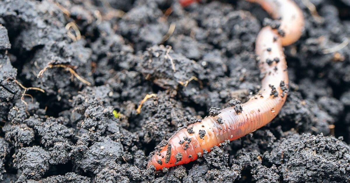 Copycat Shai‑Hulud Worm Infects Another npm Package, Raising GDPR and CCPA Compliance Alarm