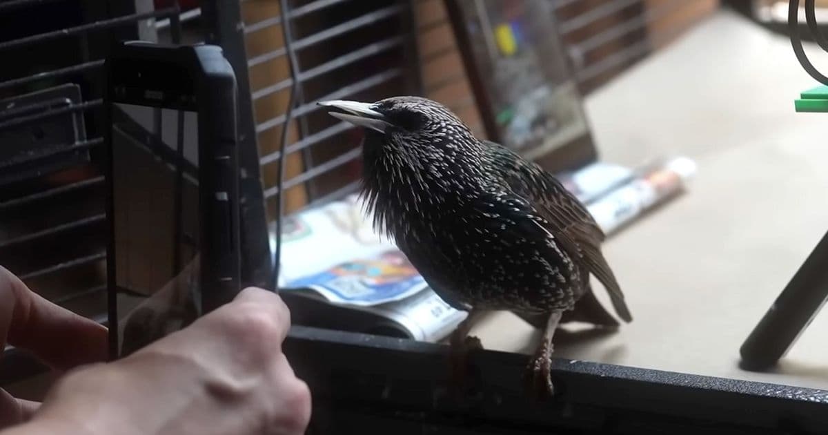Starling Sings Data: How an Enthusiast Encoded a PNG into Bird Song for 2 MB/s Transfer