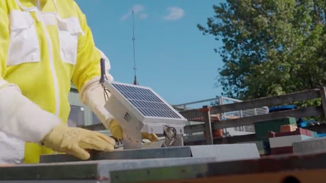 Starlink's Cellular Network Expands to IoT, Starting with Beehives in New Zealand