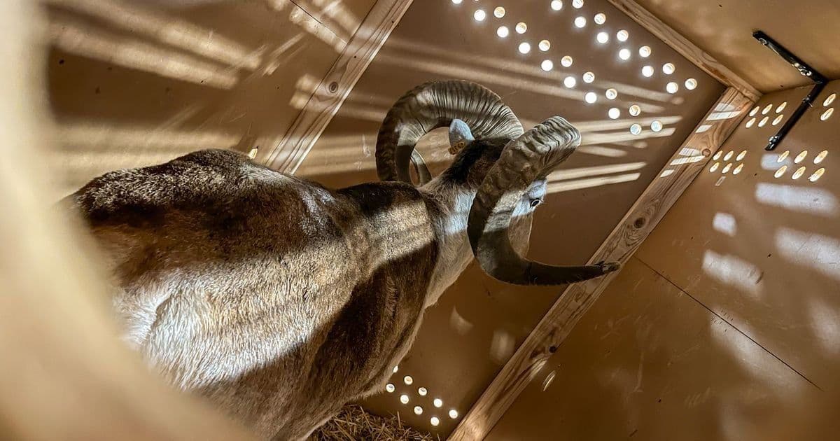 The Cloned 'Montana Mountain King': How a Rancher's Illegal Genetic Experiment Exposed the Wild Frontier of Bioengineering