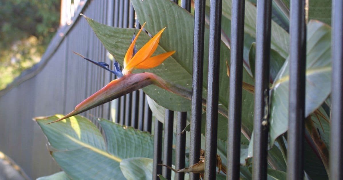 The Relentless Cycle: How Open Source Startups Ratchet Down Freedom