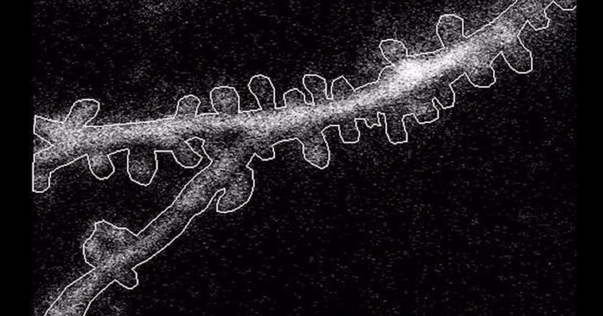 Neurons Follow Simple Spatial Rules to Organize Visual Input in Mouse Cortex