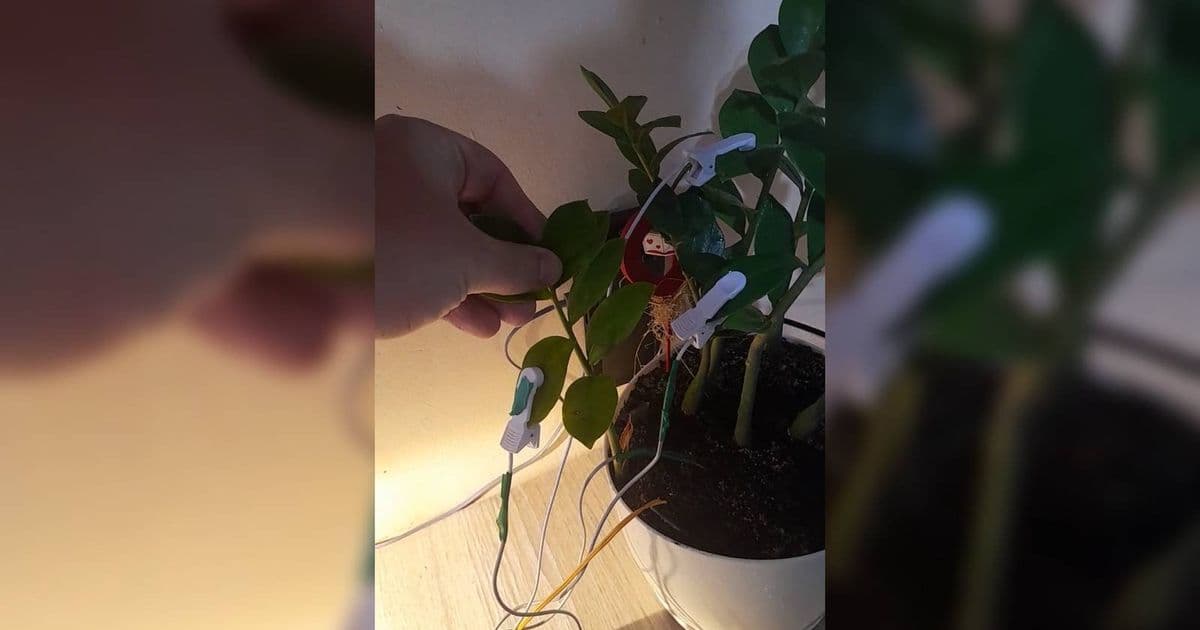 ESP32 Project Converts Plant Bioelectric Signals into Generative Music