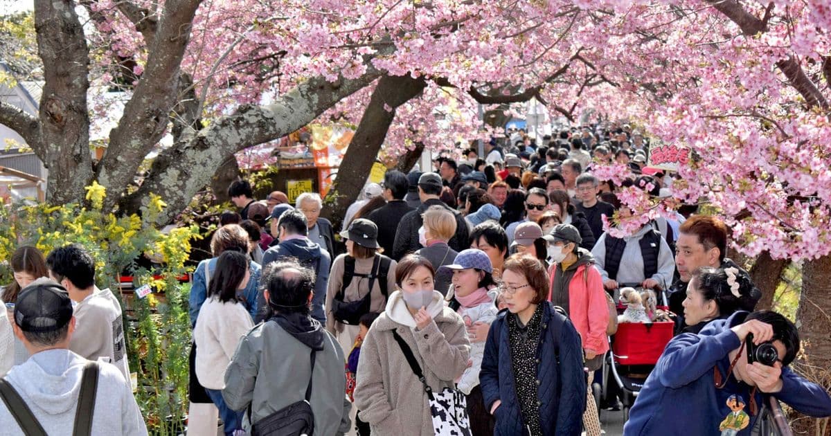 Tokyo's Cherry Blossoms to Peak Earlier Than Usual Amid Economic Caution