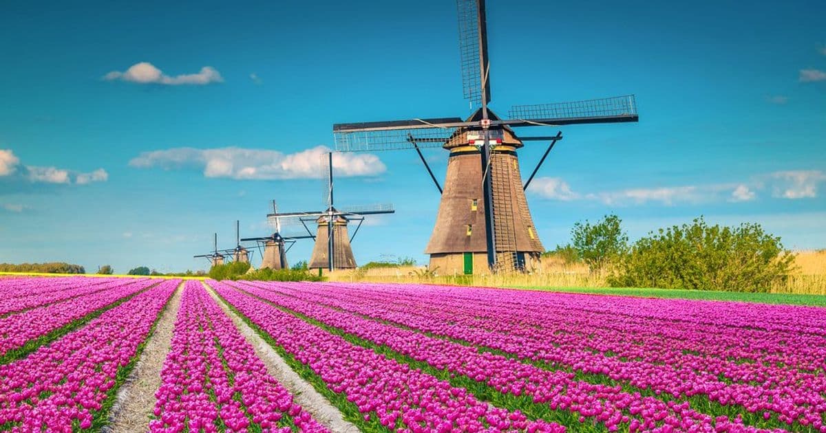 Tulip Mania: When a Single Flower Outpriced a House