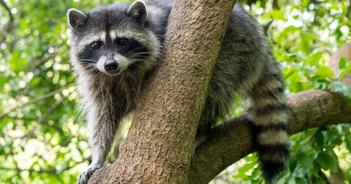 Ubuntu Resolute Raccoon Strengthens Data Protection Measures While Expanding Enterprise Support