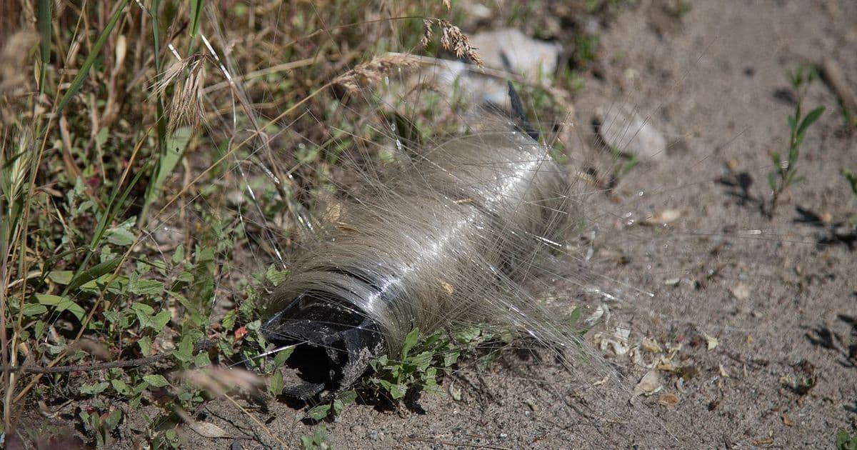 Birds Build Fiber‑Optic Nests Amid Ukraine Conflict: A Curious Intersection of Warfare, Materials, and Wildlife