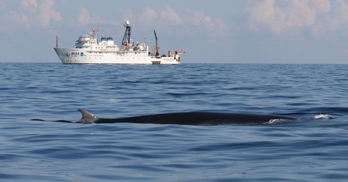 Trump Administration Exempts Gulf Oil Industry from Endangered Species Protections