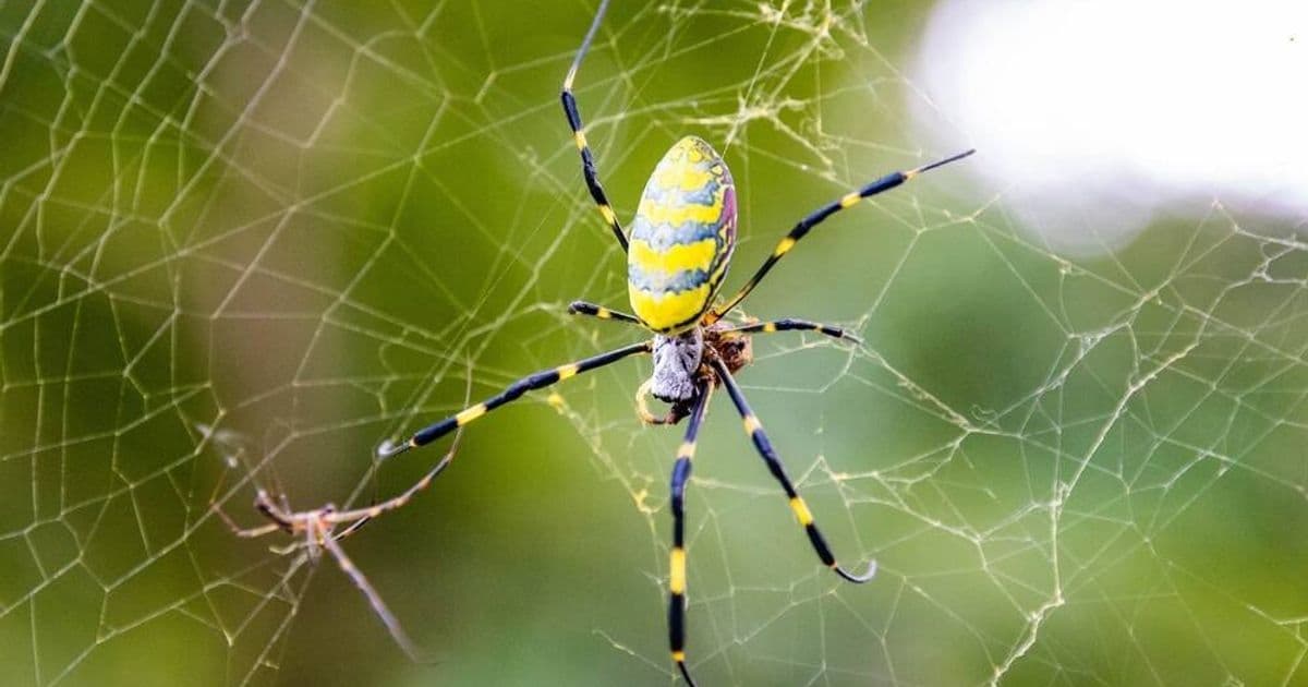 Scottish SIM swapper pleads guilty to $8M crypto theft in US court