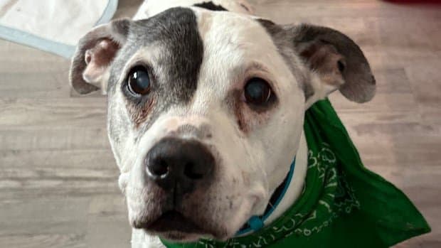 The Power of Persistence: How One Woman's Microchip Updates Led to an 11-Year Reunion