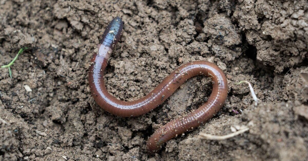 Worm rubs out competitor's malware, then takes control