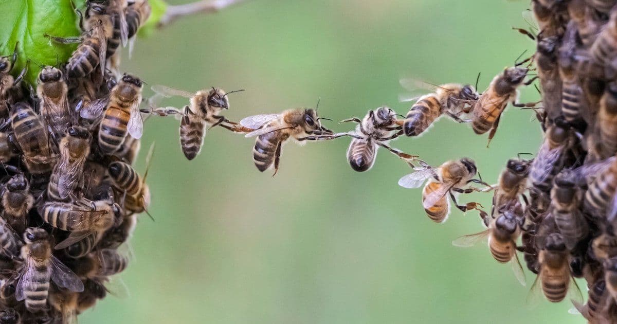 Xcode 26.3 Brings Integrated Agentic Coding for Anthropic Claude Agent and OpenAI Codex