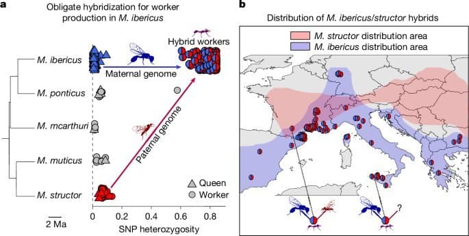 Xenoparous Ants: How One Species Masters Cross-Species Cloning