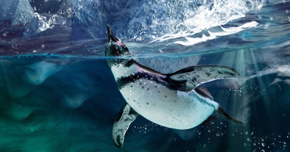 Zorin OS 18.1 released - and the Lite edition reappears • The Register