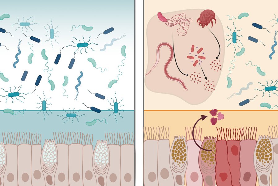 A view of healthy tissue on left shows bacteria and health mucus layer. On right, viruses appear and are blocked by mltln2 in the mucus layer.