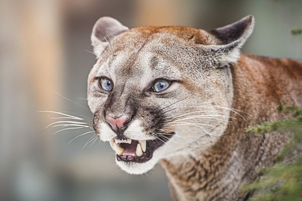 Super Bowl Ad Benchmarks: Anthropic Outperforms OpenAI but ai.com Dominates with 9.1x Traffic Surge