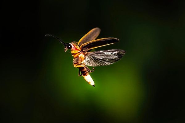 Adobe's Firefly Image Model 5: The AI-Powered Revolution in Photo Editing