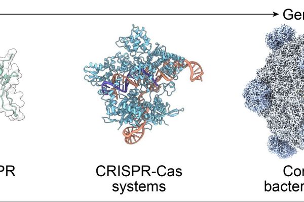 AI Designs First Functional Synthetic Genomes, Pioneering New Era in Biotechnology