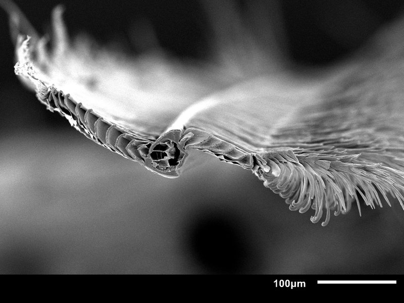 A scanning electron microscope image shows a cross-section of a barb of a mallard contour feather, with attached barbules.