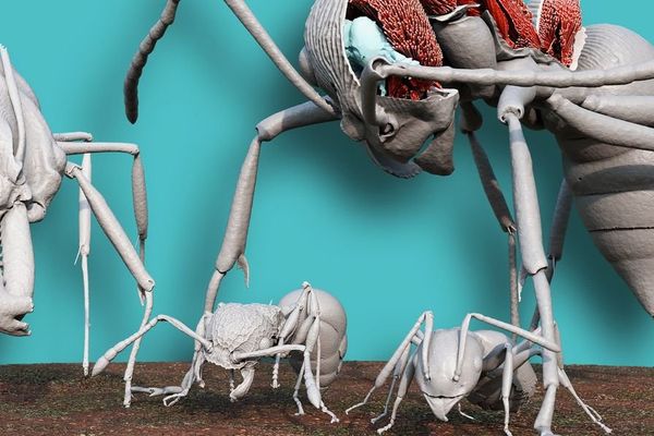 Antscan's 3D Scanning Reveals Ant Anatomy