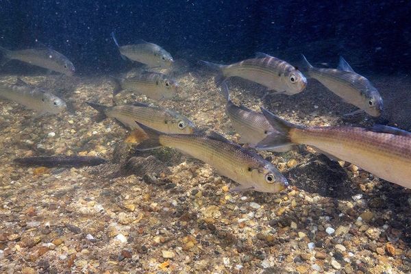 Computer Vision Meets Citizen Science: Automating Fish Monitoring for Conservation
