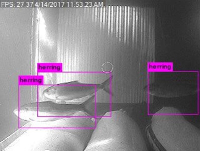 Low-resolution underwater grayscale photo of three fish, with bounding boxes labeled 