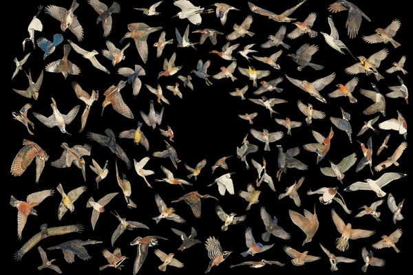 Avian Visitors: When Citizen Science Meets Japanese Artistry in Bird Monitoring