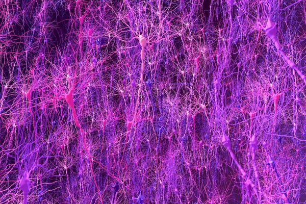Biomimetic brain model matches animal learning and reveals hidden neural patterns