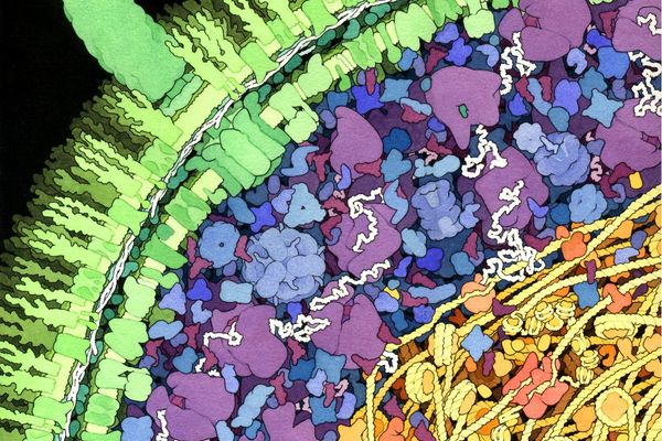 Biology's Burrito Problem: How Mathematical Modeling is Revealing the Crowded Reality of Cells