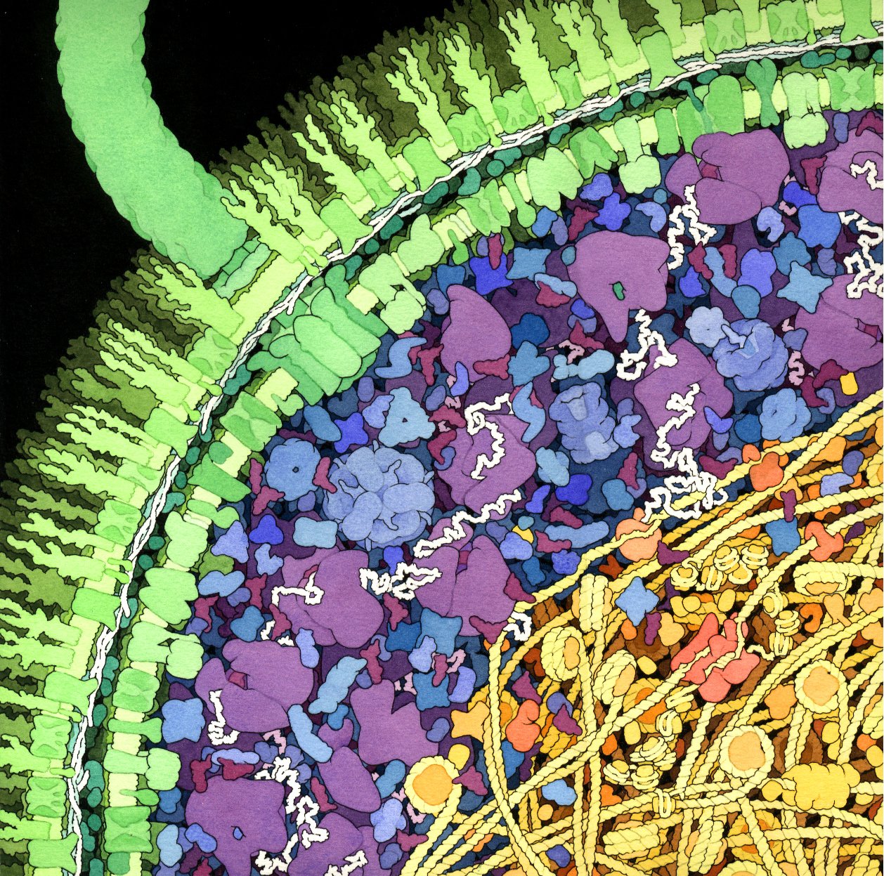 Watercolor cross-section of an E. coli cell by David Goodsell, showing the densely packed interior with the lipid membrane in green, proteins in purple and blue, and DNA in yellow-orange.