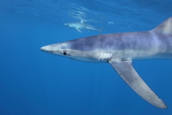 Blue Shark's Nanoscale Camouflage Sparks Bioengineering Innovations