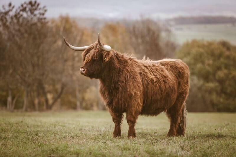 A yak.