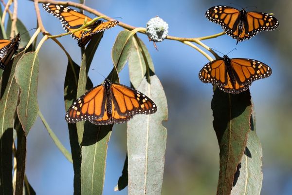 Butterfly Conservation Emerges as Critical Field as Species Face Extinction Crisis