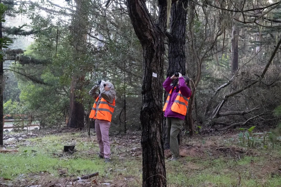 two people wearing orange vests look up into the tree canopy with binoculars
