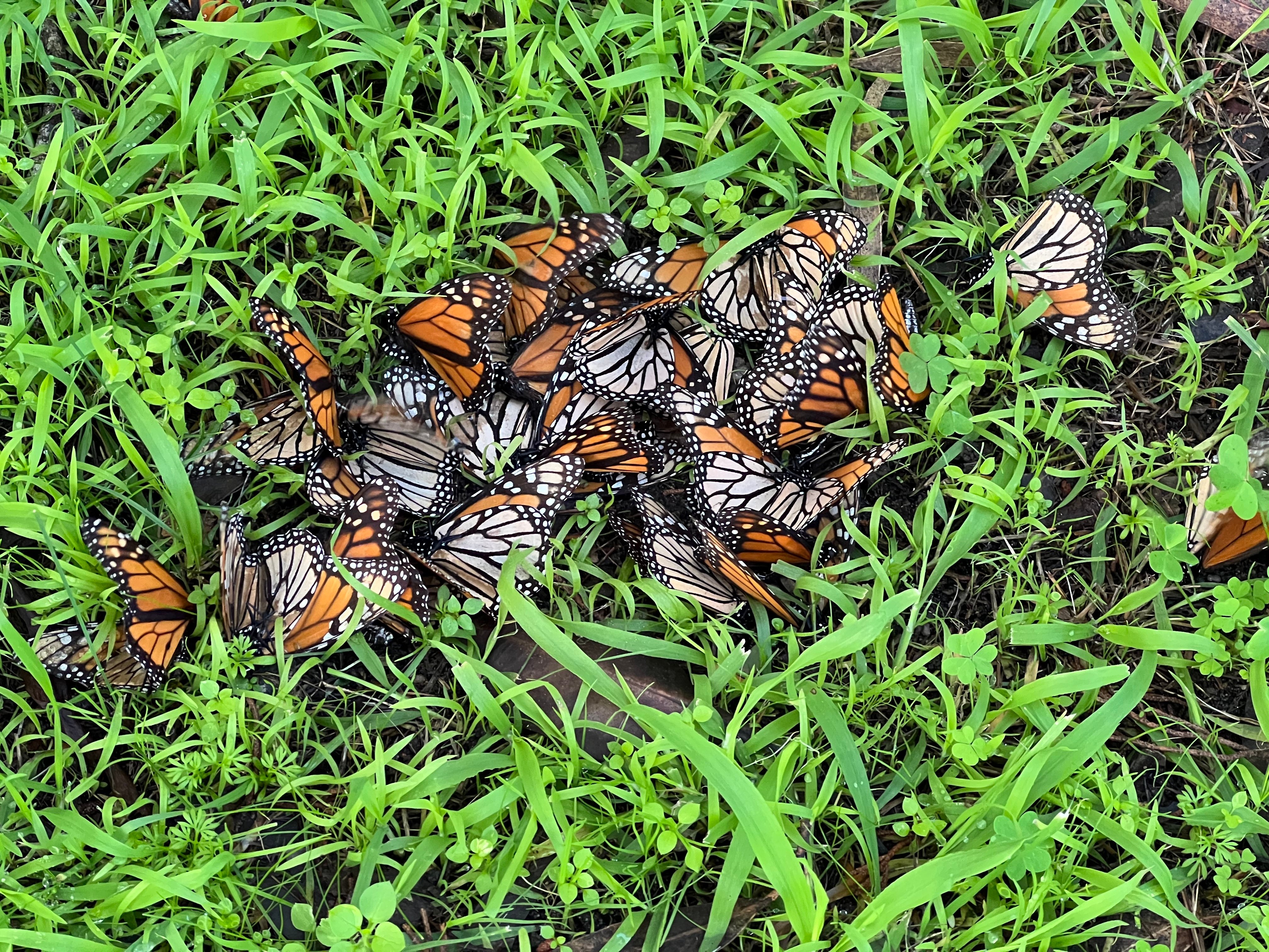 a clump of monarch butterflies on the ground